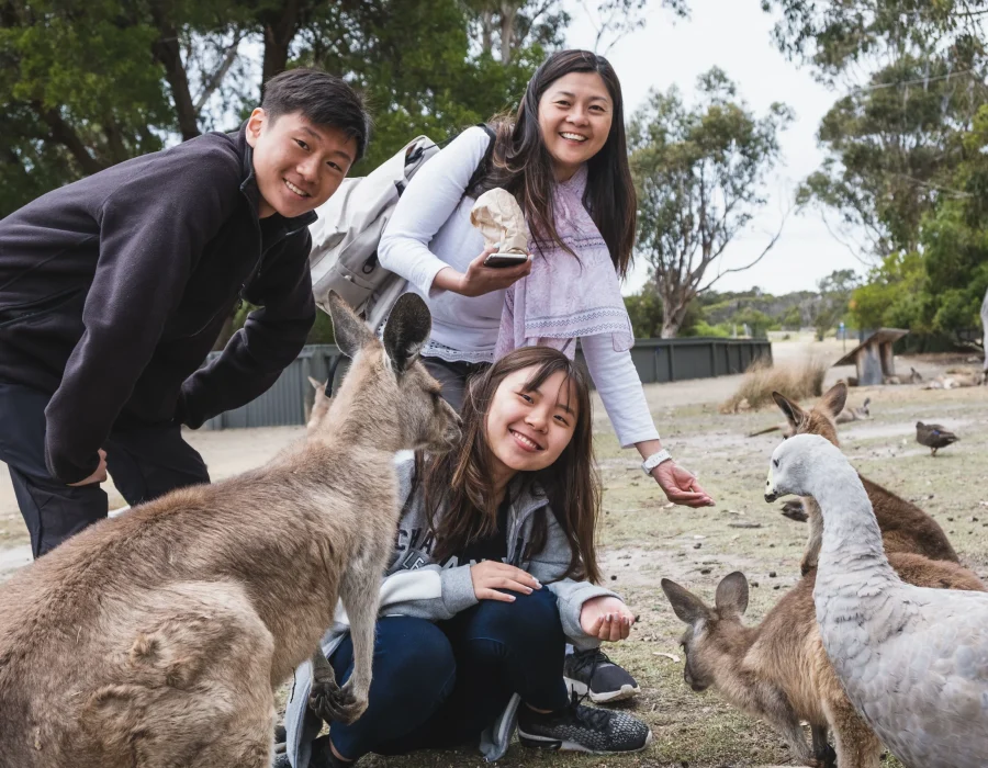 Chinese Students feeding kangaroos at the park in Adelaide